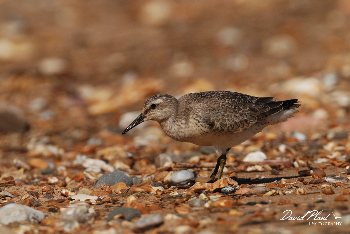 David Plant Photography - Wildlife Photographer - Knot - J.jpg - Knot juvenile - Norfolk